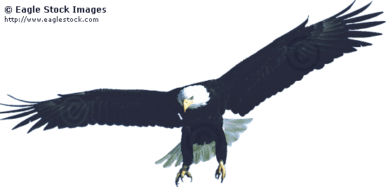 Bald Eagle in-flight, flying.  bald eagle photo flying high.